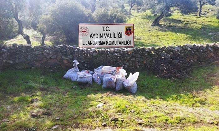 ZEYTİN HIRSIZLARI YAKALANDI