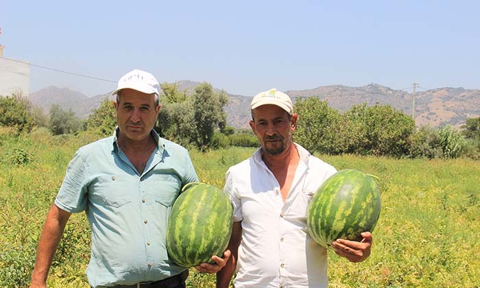 İŞÇİLERİN 40 DERECEDE EKMEK MÜCADELESİ AYDIN'DA KARPUZ HASADI BAŞLADI