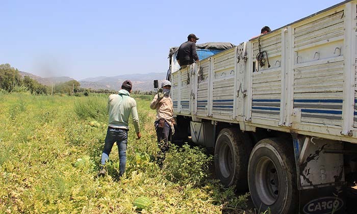 İŞÇİLERİN 40 DERECEDE EKMEK MÜCADELESİ AYDIN'DA KARPUZ HASADI BAŞLADI