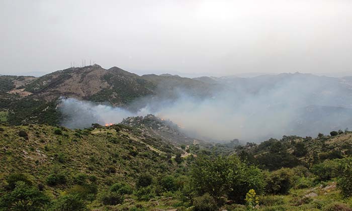 BODRUM'DA ORMAN YANGINI