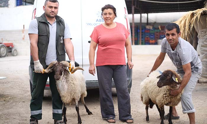 AYDIN BÜYÜKŞEHİR BELEDİYESİ ÇİNE ÇAPARI VE SAKIZ KOÇU DAĞITIMINA DEVAM EDİYOR