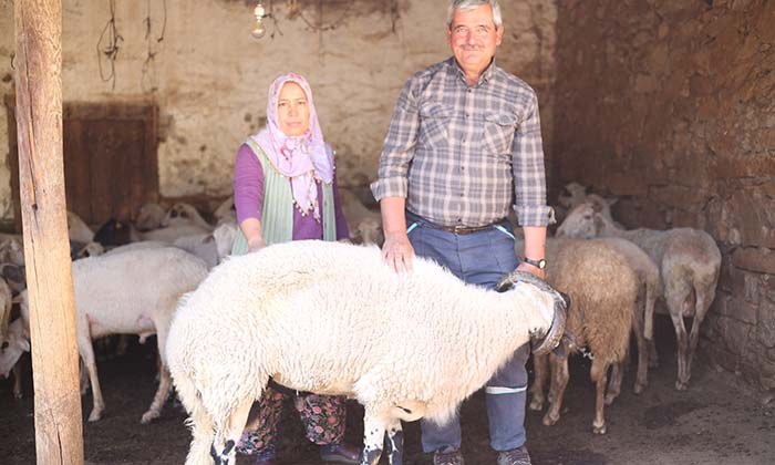 AYDIN BÜYÜKŞEHİR BELEDİYESİ ÇİNE ÇAPARI VE SAKIZ KOÇU DAĞITIMINA DEVAM EDİYOR