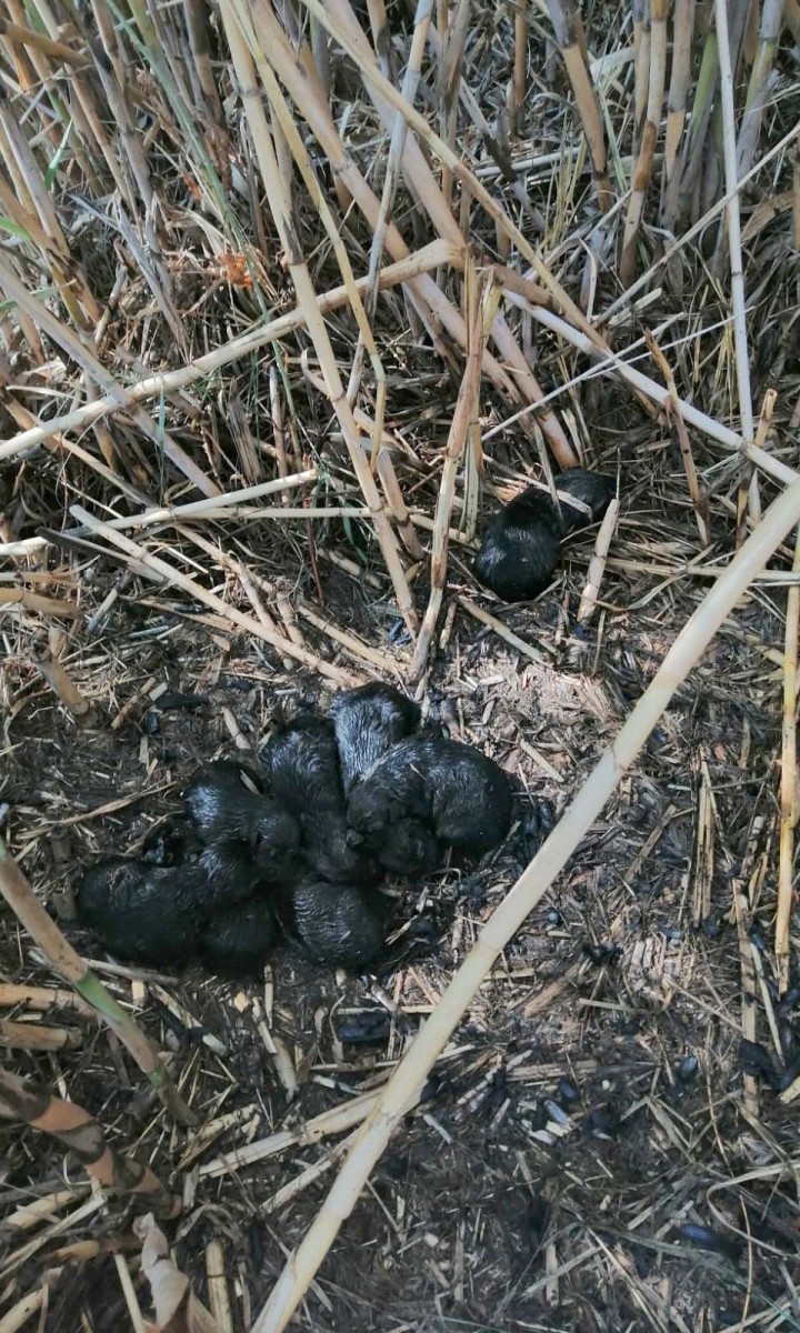 KÖPEK YAVRULARINI YANMAKTAN İTFAİYE EKİPLERİ KURTARDI
