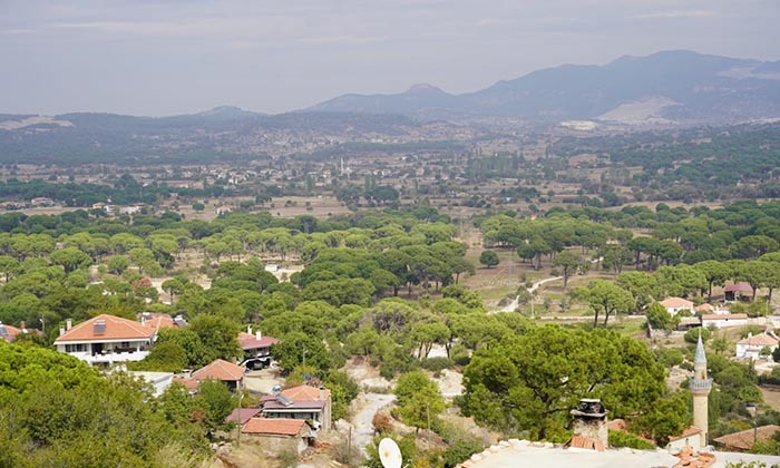 MİLAS'IN LEZZETLERİNDEN ÇAM FISTIĞI, TÜRBE KÖYLERİNİN GÖZ BEBEĞİ KİLOSU BİN LİRAYI BULAN ÇAM FISTIĞI GRAM ALTINLA YARIŞIYOR