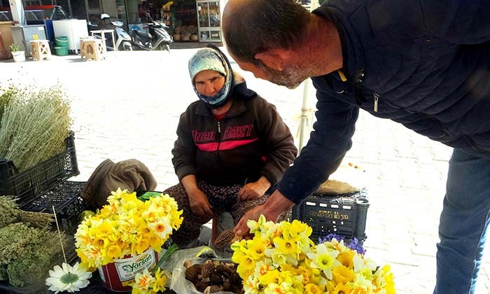 MUĞLA'DA KUZUGÖBEĞİ ALTINLA YARIŞIYOR KİLOSU BİN LİRAYA KADAR ALICI BULUYOR