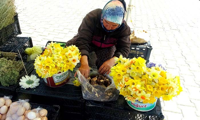MUĞLA'DA KUZUGÖBEĞİ ALTINLA YARIŞIYOR KİLOSU BİN LİRAYA KADAR ALICI BULUYOR