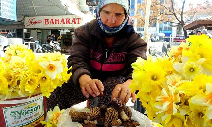 MUĞLA'DA KUZUGÖBEĞİ ALTINLA YARIŞIYOR KİLOSU BİN LİRAYA KADAR ALICI BULUYOR