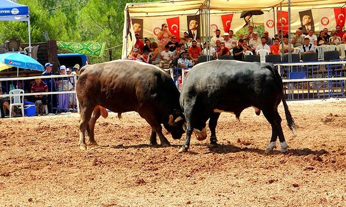 MENTEŞE'DE BOĞALAR KIRAN KIRANA MÜCADELE ETTİ