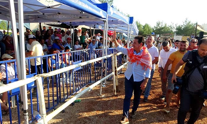 MENTEŞE'DE BOĞALAR KIRAN KIRANA MÜCADELE ETTİ