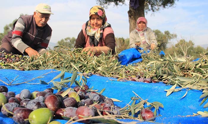 2021 YILI ZEYTİN VE ZEYTİNYAĞI REKOLTE TAHMİN ÇALIŞMALARI TAMAMLANDI