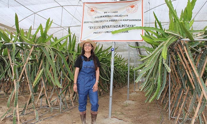 PLAZA HAYATINI BIRAKTI HUZURU TARIMDA BULDU HAYVANCILIK İÇİN DÖNDÜĞÜ AYDIN'DA TANIŞTIĞI 'PİTAYA' PROJESİ HAYATINI DEĞİŞTİRDİ