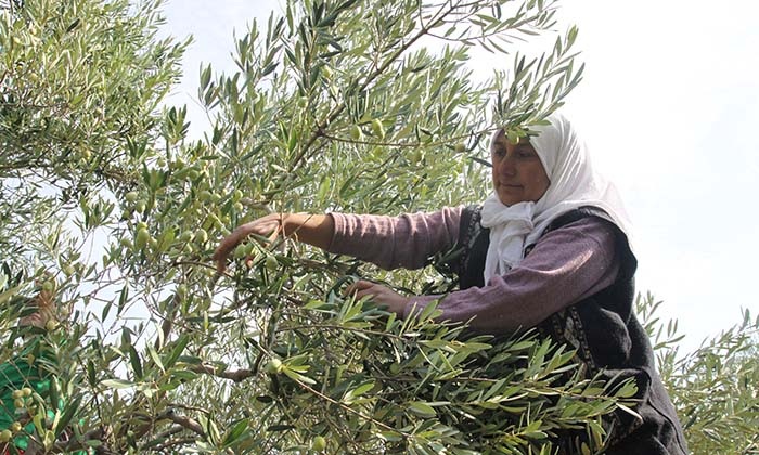 SOFRALIK ZEYTİN İHRACATINDA TARİHİ REKOR İHRACAT 110 BİN TONA ULAŞTI, 400 MİLYON DOLARA KOŞUYOR TÜRKİYE, SOFRALIK ZEYTİN İHRACATINDA İLK KEZ 100 BİN TONU AŞMAYI BAŞARDI.