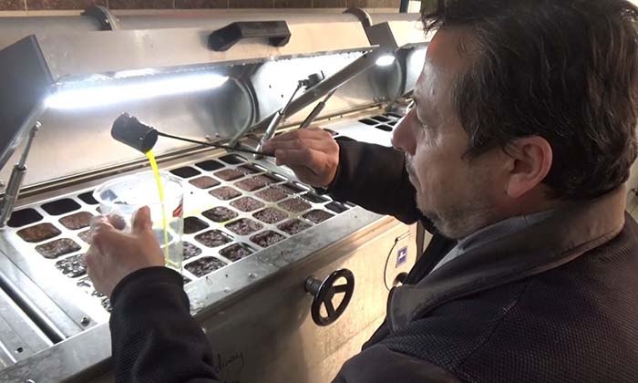 AYDIN'DA ZEYTİNİN YAĞA DÖNÜŞÜM YOLCULUĞU BAŞLADI ZEYTİN SEZONU İLE BİRLİKTE YAĞHANELERDE DE YOĞUNLUK BAŞLADI