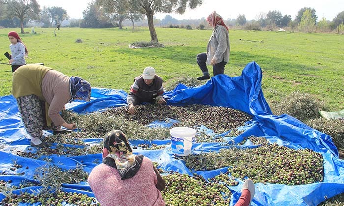 AYDIN'DA ZEYTİN HASAT SEZONU BAŞLADI DÜŞÜK REKOLTE VE KURAKLIĞA RAĞMEN YÜKSEK FİYATLAR ÜRETİCİYİ MUTLU EDİYOR