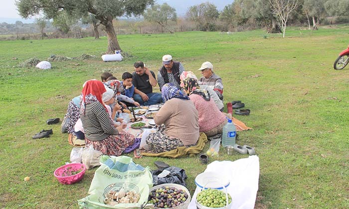 AYDIN'DA ZEYTİN HASAT SEZONU BAŞLADI DÜŞÜK REKOLTE VE KURAKLIĞA RAĞMEN YÜKSEK FİYATLAR ÜRETİCİYİ MUTLU EDİYOR