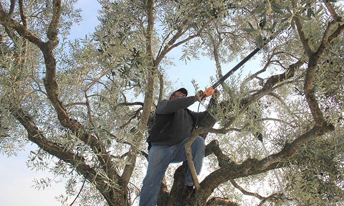 AYDIN'DA ZEYTİN HASAT SEZONU BAŞLADI DÜŞÜK REKOLTE VE KURAKLIĞA RAĞMEN YÜKSEK FİYATLAR ÜRETİCİYİ MUTLU EDİYOR