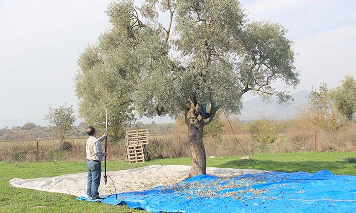 AYDIN'DA ZEYTİN HASAT SEZONU BAŞLADI DÜŞÜK REKOLTE VE KURAKLIĞA RAĞMEN YÜKSEK FİYATLAR ÜRETİCİYİ MUTLU EDİYOR