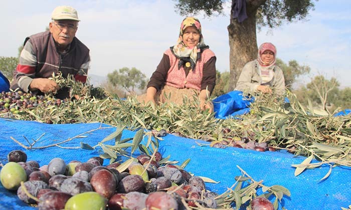 AYDIN'DA ZEYTİN HASAT SEZONU BAŞLADI DÜŞÜK REKOLTE VE KURAKLIĞA RAĞMEN YÜKSEK FİYATLAR ÜRETİCİYİ MUTLU EDİYOR