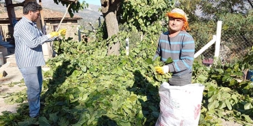 AYDIN'IN DUT YAPRAĞI ELAZIĞ'A GİDİYOR DUT YAPRAĞI, AYDIN'DA KIYMETE BİNDİ