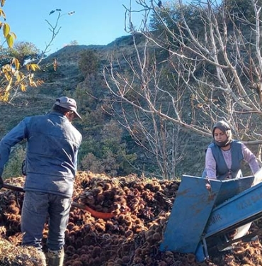 KESTANE FİYATLARI ALTINLA YARIŞINCA ÜRETİCİ ÜRÜNÜ KUYUDAN ERKEN ÇIKARDI KESTANENİN SOFRALARA YOLCULUĞU BAŞLADI