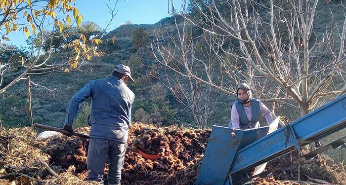 KESTANE FİYATLARI ALTINLA YARIŞINCA ÜRETİCİ ÜRÜNÜ KUYUDAN ERKEN ÇIKARDI KESTANENİN SOFRALARA YOLCULUĞU BAŞLADI