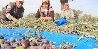 AYDIN'DA ZEYTİN HASAT SEZONU BAŞLADI DÜŞÜK REKOLTE VE KURAKLIĞA RAĞMEN YÜKSEK FİYATLAR ÜRETİCİYİ MUTLU EDİYOR