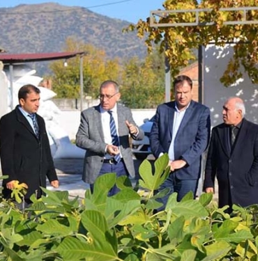 AYDIN'DA İNCİR FİDANI DAĞITILDI