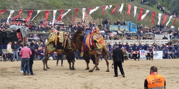 DEVE GÜREŞİ TUTKUNLARI KUYUCAK'TA BULUŞTU