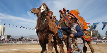 NAZİLLİ'DE 180 PEHLİVAN DEVENİN GÜREŞİNİ 20 BİN VATANDAŞ İZLEDİ