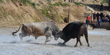 KOÇARLI BOĞA GÜREŞİ FESTİVALİ RENKLİ GÖRÜNTÜLERE SAHNE OLDU YILIN İLK BOĞA GÜREŞİ KOÇARLI'DA YAPILDI