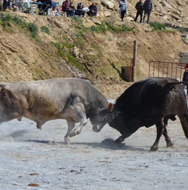 KOÇARLI BOĞA GÜREŞİ FESTİVALİ RENKLİ GÖRÜNTÜLERE SAHNE OLDU YILIN İLK BOĞA GÜREŞİ KOÇARLI'DA YAPILDI