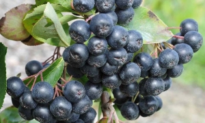 YABAN MERSİNİ, GOJİ BERRY VE ARONYA DİKİMİ YAPILDI