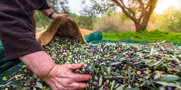 SOFRALIK ZEYTİN İHRACATI 100 BİN TONA KOŞUYOR SOFRALIK ZEYTİN İHRACATINDA 6 AYDA 60 BİN TON GEÇİLDİ