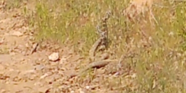 YILANLARIN DANSI BÖYLE GÖRÜNTÜLENDİ ZEHİRLİ ENGEREKLER KAMERALARA YANSIDI