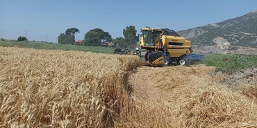 SÖKE OVASI'NDA BUĞDAY BEREKETİ DEKARDA 700 KG İLE 1 TON ARASINDA BUĞDAY HASAT EDİLİYOR
