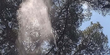 FİYATI ALTINLA YARIŞINCA ÜRETİCİ, ÇAM AĞAÇLARINA GÖZÜ GİBİ BAKMAYA BAŞLADI