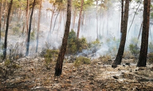 MUĞLA'DAKİ YANGINDA 50 HEKTAR ALAN ZARAR GÖRDÜ