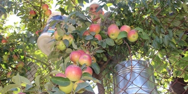 DOĞAL SOĞUK HAVA DEPOSU YAYLALARDA ELMA HASADI BAŞLADI