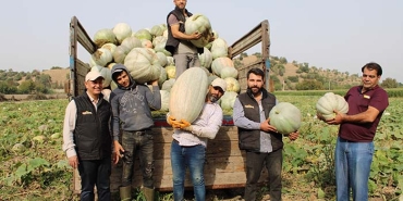 DAMAKLARI TATLANDIRAN BALKABAĞININ TARLADAN SOFRAYA YOLCULUĞU BAŞLADI AYDIN'IN COĞRAFİ İŞARETLİ KABAK TATLISI İÇİN BALKABAĞI HASADI BAŞLADI