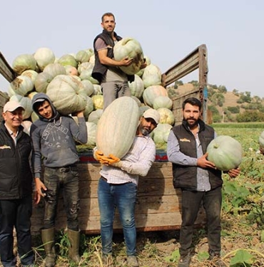 DAMAKLARI TATLANDIRAN BALKABAĞININ TARLADAN SOFRAYA YOLCULUĞU BAŞLADI AYDIN'IN COĞRAFİ İŞARETLİ KABAK TATLISI İÇİN BALKABAĞI HASADI BAŞLADI