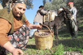 ZEYTİN HASAT SEZONU ÖNCESİ SAĞLIKÇILARDAN YAMAÇ ARAZİLERDE ÇALIŞANLARA UYARI ORTOPEDİ VE TRAVMATOLOJİ UZMANI OP. DR.  GÜNGÖR, EĞİMLİ ARAZİLERDE ÇALIŞIRKEN VÜCUT DENGESİNİN KORUNMASINI TAVSİYE ETTİ
