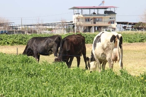TEKNOLOJİ ÇOBANLARI İŞSİZ BIRAKIYOR