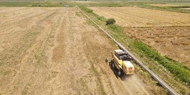 EFELER BELEDİYESİ'NDEN BUĞDAY HASADI
