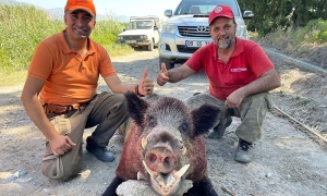 250 KİLOLUK DEV DOMUZ, AVCILAR TARAFINDAN VURULDU