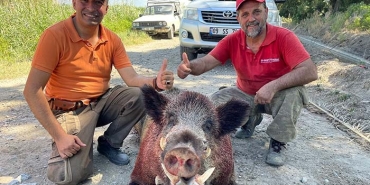 250 KİLOLUK DEV DOMUZ, AVCILAR TARAFINDAN VURULDU