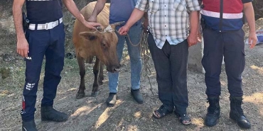 BÜYÜKBAŞ HAYVAN HIRSIZI, JANDARMADAN KAÇAMADI