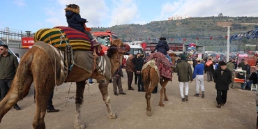 BİR ZAMANLAR HAYAT TARZI İDİ, ARTIK NOSTALJİ OLDU DEVELERİN ERKEKLERİ PEHLİVANLIĞI İLE, DİŞİLERİ İSE UYSALLIĞI İLE SAHİPLERİNE PARA KAZANDIRIYOR