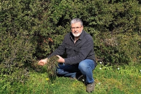 SARMAŞIK VE KEDİRGEN BİTKİSİ, YARA İYİLEŞTİRME ÖZELLİĞİ SAYESİNDE PATENTE KAVUŞTU