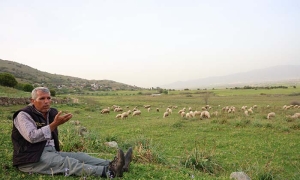 ÖMRÜNÜ ÇOK SEVDİĞİ KOYUNLARINA ADADI