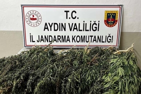 KENEVİR BİTKİSİ EKEN 2 ŞÜPHELİ YAKALANDI